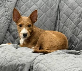 Leia -  Terrier and Jack Russell Terrier Dog for Adoption in Cheektowaga, New York - Leia | PetCurious