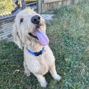 Ruby -  Golden Retriever and Poodle Dog for Adoption in Mount Vernon, Indiana - Ruby | PetCurious