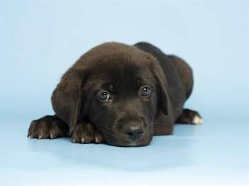 ICEMAN -  Pit Bull Terrier and German Shepherd Dog Dog for Adoption in Phoenix, Arizona - ICEMAN | PetCurious