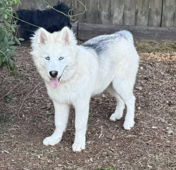 Siberian Husky and Alaskan Malamute Dogs Available for Adoption in Smyrna, Georgia - Gunner | PetCurious