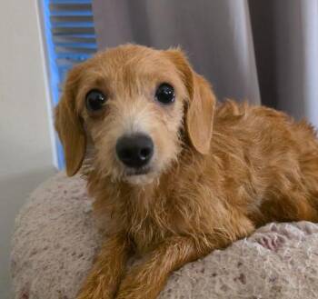 Dachshund and Miniature Poodle Dogs Available for Adoption - Fozzie | PetCurious