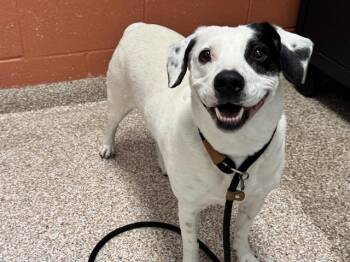 NOVA -  Australian Shepherd and Border Collie Dog for Adoption in Pueblo, Colorado - NOVA | PetCurious