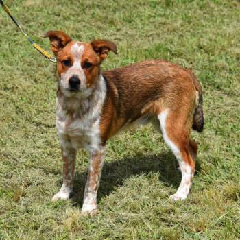 Australian Cattle Dog Blue Heeler Dogs Available for Adoption in Searcy, Arkansas - Patrick | PetCurious