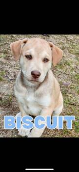 Rescue Husky Dogs for Adoption in Shalimar, Florida - Biscuit | PetCurious
