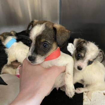 Pickled Beet -  Chihuahua Dog for Adoption in Austin, Texas - Pickled Beet | PetCurious