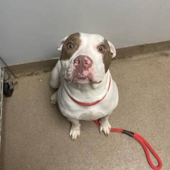 Miss Wiggles -  Mixed Breed Dog for Adoption in Chattanooga, Tennessee - Miss Wiggles | PetCurious