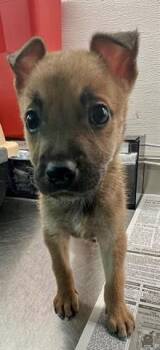 Chihuahua and Mixed Breed Dogs Available for Adoption in Houston, Texas - NOVA | PetCurious