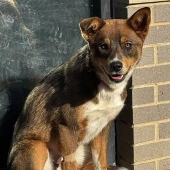 Australian Shepherd and Husky Dogs Available for Adoption in The Colony, Texas - Laverne | PetCurious