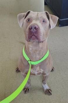 Pit Bull Terrier Dogs Available for Adoption in Dayton, Ohio - KEVIN | PetCurious