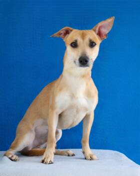 HOMALI -  Terrier Dog for Adoption in Pasadena, California - HOMALI | PetCurious