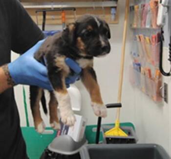 SUNDAY -  German Shepherd Dog and Mixed Breed Dog for Adoption in Albuquerque, New Mexico - SUNDAY | PetCurious