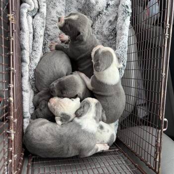 Pit Bull Terrier Dogs Available for Adoption - Cranberry | PetCurious