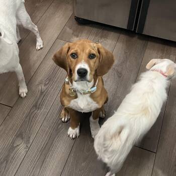 Rescue Beagle and Bloodhound Dogs for Adoption in Byron, Illinois - Skittles | PetCurious