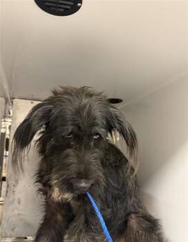 Giant Schnauzer Dogs Available for Adoption in Houston, Texas - A656679 | PetCurious