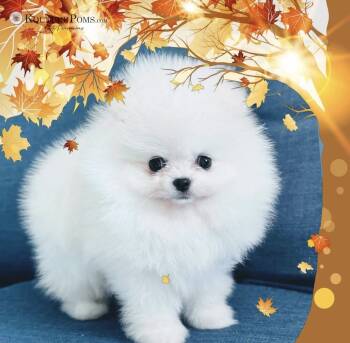 Archie  -  Pomeranian Dog for Sale in Charlotte, North Carolina - Archie  | PetCurious