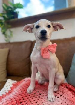 Labrador Retriever and American Bully Dogs Available for Adoption in Friendswood, Texas - Sugar White  | PetCurious