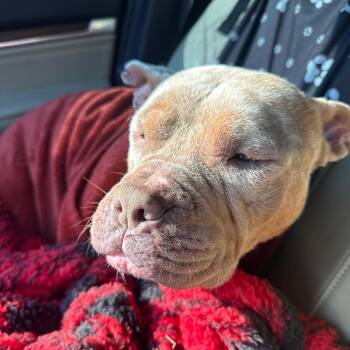 Delta -  American Bulldog and None Dog for Adoption in Quincy, Florida - Delta | PetCurious