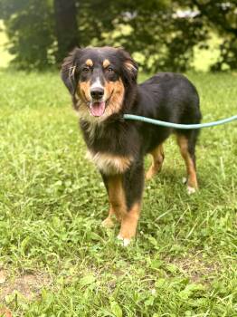 Luca -  Australian Shepherd Dog for Adoption in Gradyville, Kentucky - Luca | PetCurious