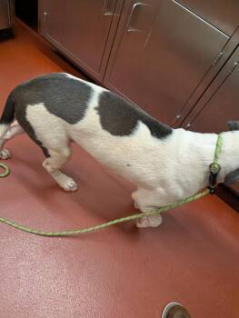 Frank -  Mixed Breed Dog Available for Adoption in Douglasville, Georgia - Frank | PetCurious