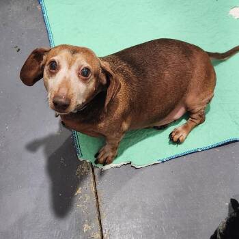 Peanut -  Dachshund Dog for Adoption in Walnutport, Pennsylvania - Peanut | PetCurious