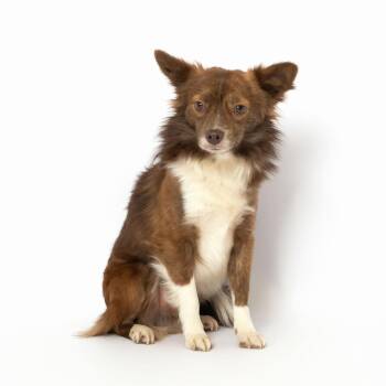 Rescue Pomeranian Dogs for Adoption in Metairie, Louisiana - Lieutenant Havoc | PetCurious