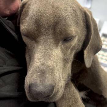 Labrador Retriever Dogs Available for Adoption - Bailey | PetCurious