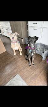 Bailey (fka as Lucy) -  Rottweiler Dog for Adoption in Lewis Center, Ohio - Bailey (fka As Lucy) | PetCurious