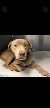 Labrador Retriever and Shepherd Dogs Available for Adoption - Thaddeus | PetCurious