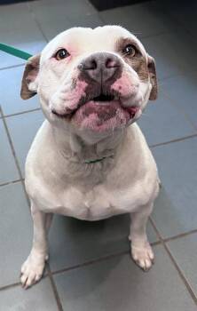 Mixed Breed Dogs Available for Adoption in Nashville, Tennessee - Sears | PetCurious