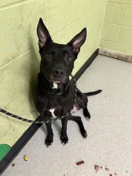 Rescue Pit Bull Terrier and Mixed Breed Dogs for Adoption in Indianapolis, Indiana - MEERA | PetCurious