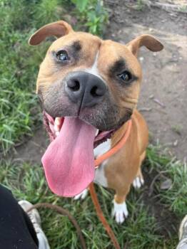 Chili Bits -  Pit Bull Terrier Dog for Adoption in Chicago, Illinois - Chili Bits | PetCurious