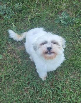 Sophie -  Shih Tzu Dog for Adoption in Leander, Texas - Sophie | PetCurious