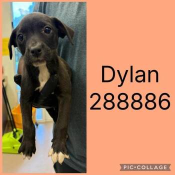 DYLAN -  Mixed Breed Dog for Adoption in Macon, Georgia - DYLAN | PetCurious