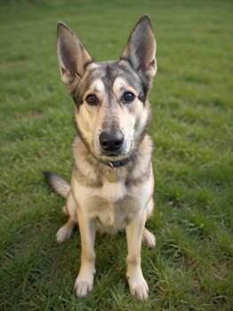 Louis -  Siberian Husky Dog for Adoption in Walnut Creek, California - Louis | PetCurious