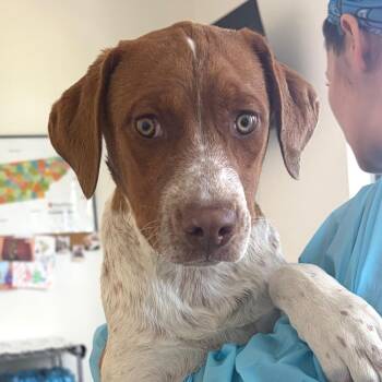 Hound and Pointer Dogs Available for Adoption in Nashville, Tennessee - Cowabunga | PetCurious