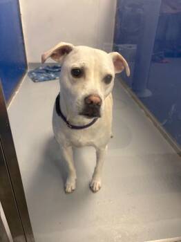 Onyx -  Terrier Dog for Adoption in New Kensington, Pennsylvania - Onyx | PetCurious