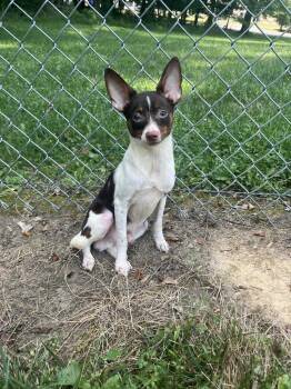 Rescue Chihuahua and Mixed Breed Dogs for Adoption in Kendallville, Indiana - Ed | PetCurious