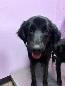 Labrador Retriever and Mixed Breed Dogs Available for Adoption in El Paso, Texas - 60808608 | PetCurious