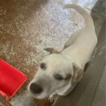 Rescue Mixed Breed Dogs for Adoption in Austin, Texas - Tank | PetCurious