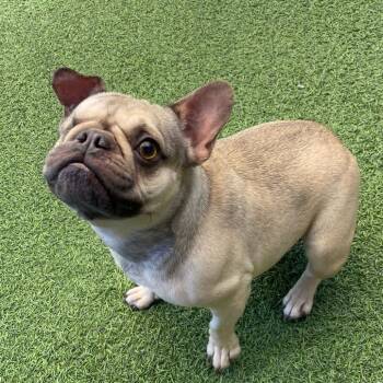 SHELBY 4661 -  French Bulldog and Pug Dog for Adoption in Loxahatchee Groves, Florida - SHELBY 4661 | PetCurious