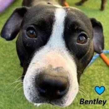 Rescue Mixed Breed Dogs for Adoption in Palm Harbor, Florida - Bentley | PetCurious