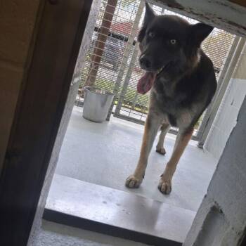 Pickles 26-10-044 -  German Shepherd Dog Dog for Adoption in Bastrop, Texas - Pickles 26-10-044 | PetCurious