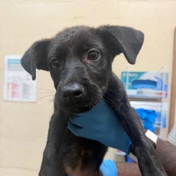 Erica -  Black Labrador Retriever Dog for Adoption in Birmingham, Alabama - Erica | PetCurious