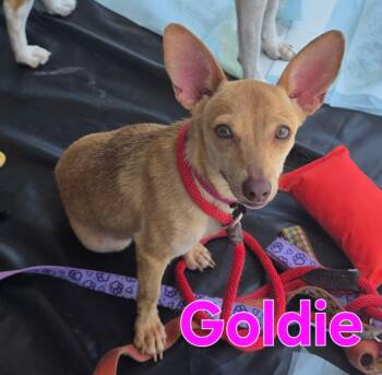 Goldie -  Chihuahua and Miniature Pinscher Dog for Adoption in Dallas, Texas - Goldie | PetCurious