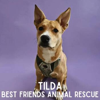Tilda -  Husky Dog for Adoption in Wasilla, Alaska - Tilda | PetCurious