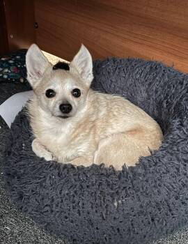 Coco -  Chihuahua Dog for Adoption in Reisterstown, Maryland - Coco | PetCurious