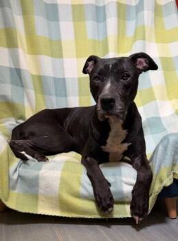 Labrador Retriever Dogs Available for Adoption in Lafayette, Louisiana - Nerri | PetCurious