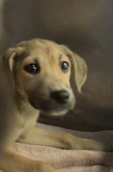 Terrier Dogs Available for Adoption in Fort Myers, Florida - CLOVER | PetCurious