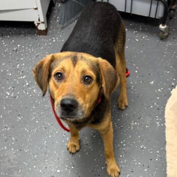 Elliot -  Mixed Breed Dog for Adoption in Columbiana, Alabama - Elliot | PetCurious