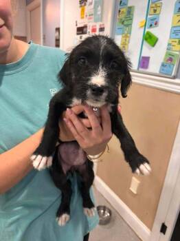 Nirvana -  Mixed Breed Dog for Adoption in Statesboro, Georgia - Nirvana | PetCurious